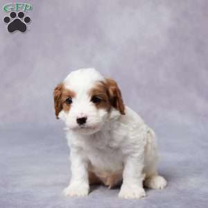 Silas, Cavapoo Puppy